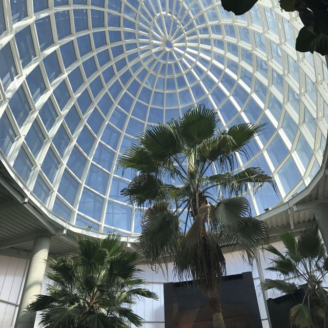 Palmeras en interior de edificio